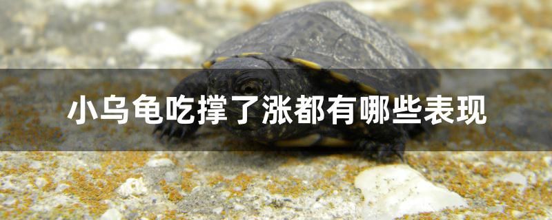 小烏龜吃撐了漲都有哪些表現(xiàn) 龍魚芯片掃碼器