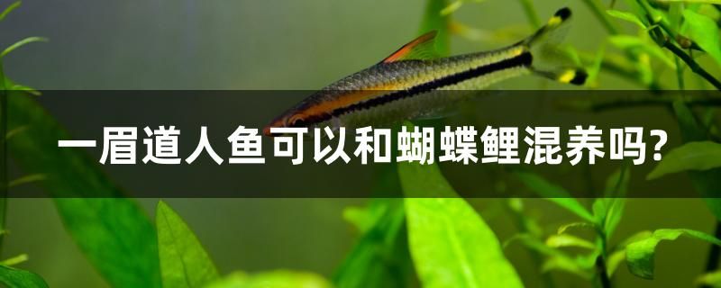 一眉道人魚可以和蝴蝶鯉混養(yǎng)嗎？ 豬鼻龜百科