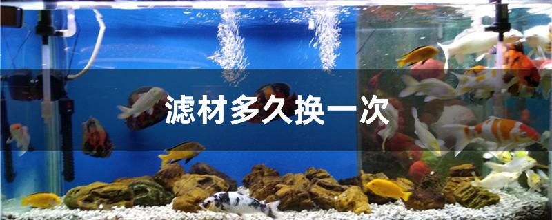 濾材多久換一次 元寶鳳凰魚(yú)