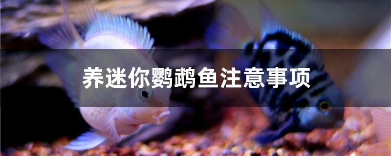 養(yǎng)迷你鸚鵡魚注意事項 水族展會