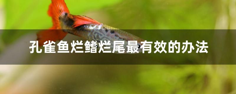 孔雀魚爛鰭爛尾最有效的辦法