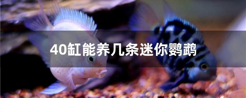 40缸能養(yǎng)幾條迷你鸚鵡 大白鯊魚