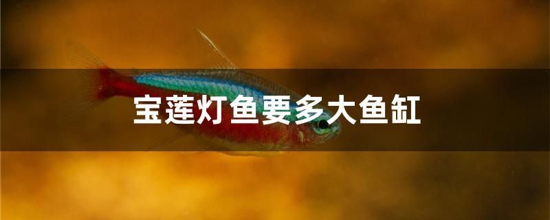 寶蓮燈魚要多大魚缸 紅白錦鯉魚