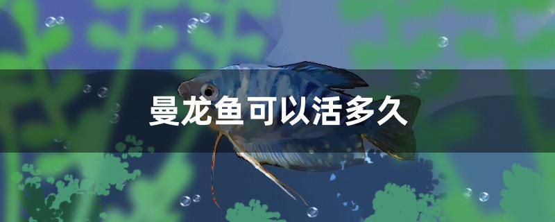 曼龍魚可以活多久 龍魚芯片掃碼器