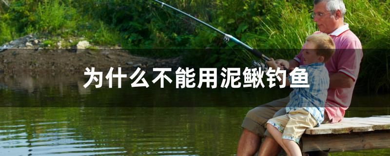 為什么不能用泥鰍釣魚