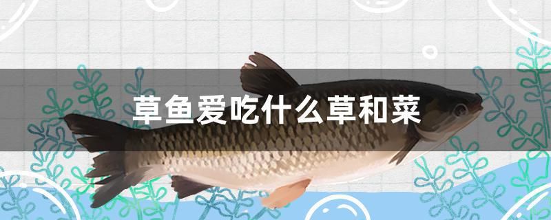 草魚(yú)愛(ài)吃什么草和菜 廣州水族批發(fā)市場(chǎng)