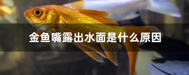 金魚嘴露出水面是什么原因 印尼四紋虎