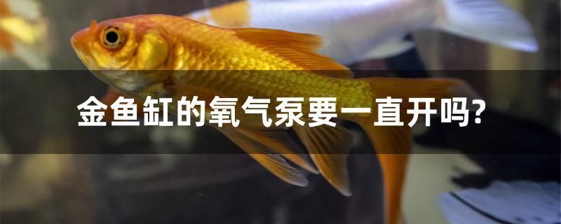 金魚缸的氧氣泵要一直開嗎？ 大正錦鯉魚