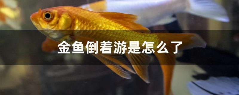 金魚倒著游是怎么了 白子銀版魚