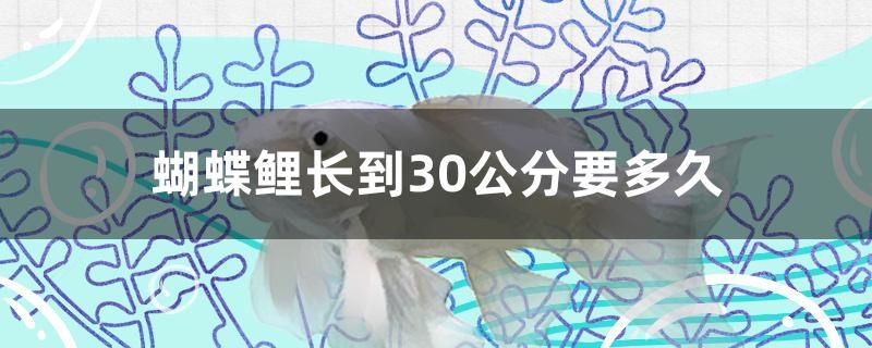 蝴蝶鯉長到30公分要多久 魟魚百科