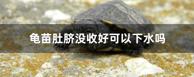 龜苗肚臍沒收好可以下水嗎 玫瑰銀版魚