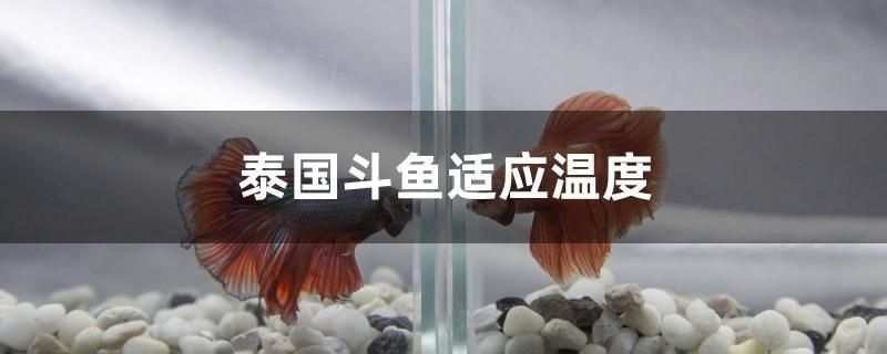 泰國(guó)斗魚(yú)適應(yīng)溫度