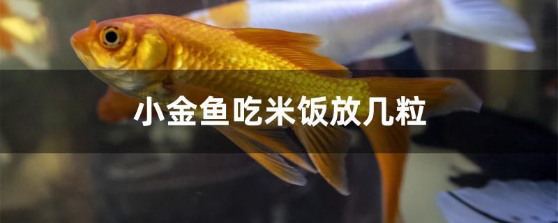 小金魚(yú)吃米飯放幾粒