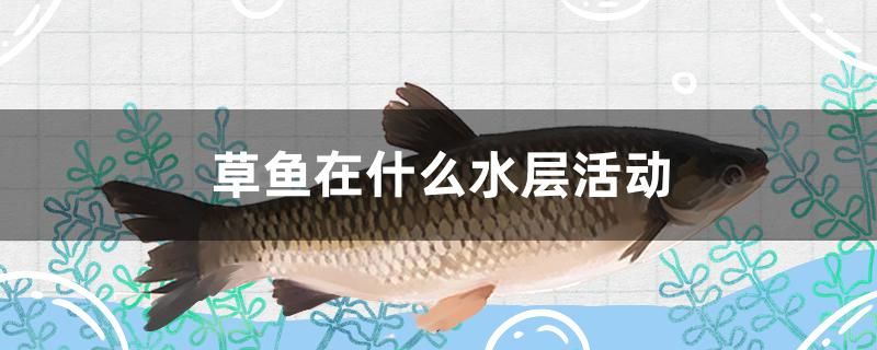 草魚在什么水層活動(dòng) 元寶鳳凰魚專用魚糧