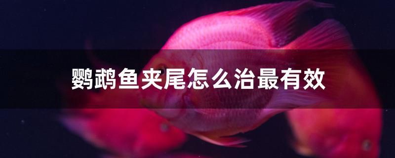 鸚鵡魚夾尾怎么治最有效 星點金龍魚