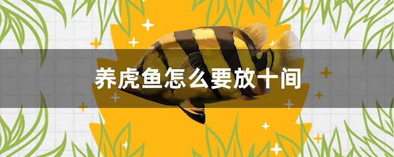 養(yǎng)虎魚(yú)怎么要放十間 金龍魚(yú)糧