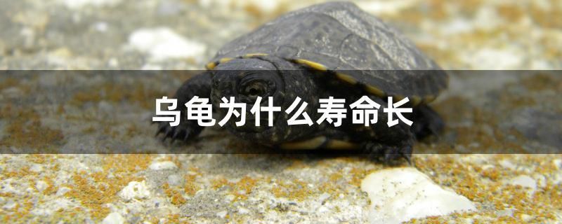 烏龜為什么壽命長(zhǎng) 魚(yú)糧魚(yú)藥