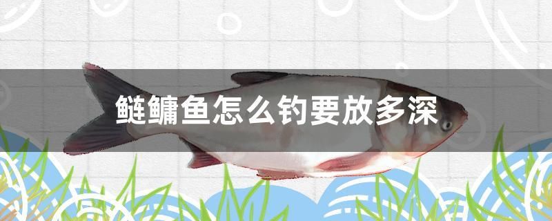 鰱鳙魚(yú)怎么釣要放多深