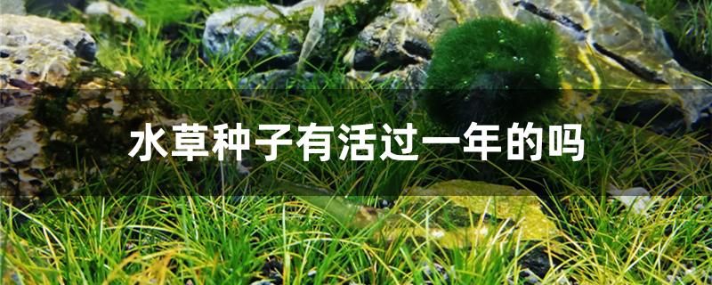 水草種子有活過(guò)一年的嗎 大白鯊魚(yú)