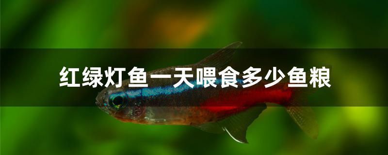 紅綠燈魚一天喂食多少魚糧