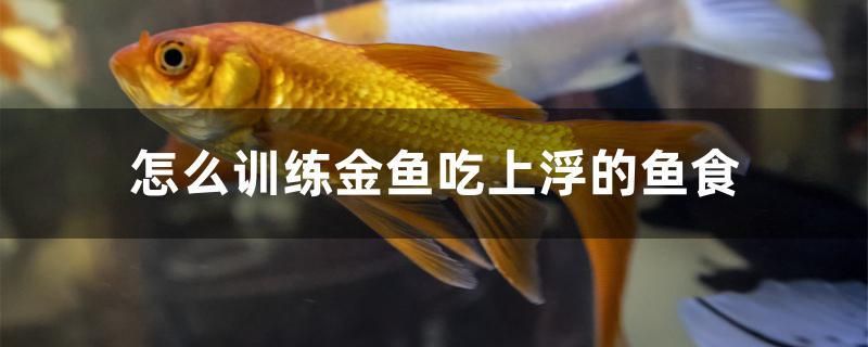 怎么訓(xùn)練金魚(yú)吃上浮的魚(yú)食 魚(yú)缸水泵