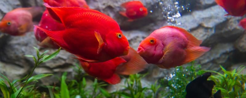 天寶水族魚(yú)缸安裝視頻教程（天寶水族魚(yú)缸安裝視頻教程下載） 藍(lán)底過(guò)背金龍魚(yú)