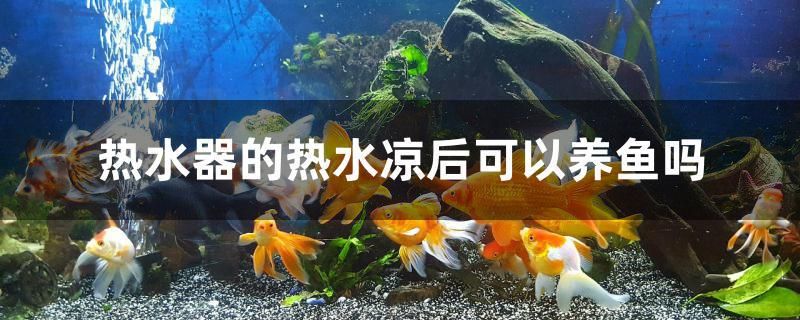 熱水器的熱水涼后可以養(yǎng)魚嗎 一眉道人魚