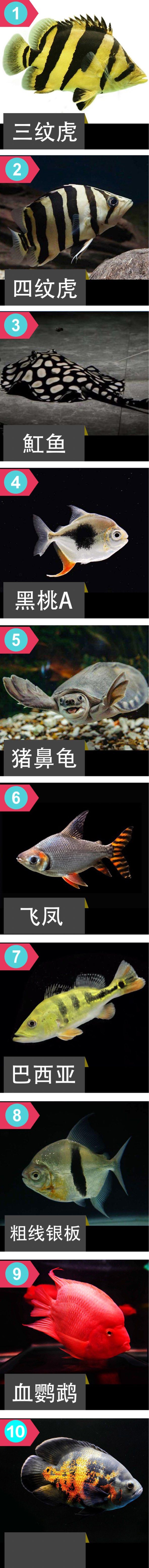 龍魚(yú)的這20種混養(yǎng)配魚(yú)，你會(huì)如何搭配？ 觀賞魚(yú)論壇 第1張