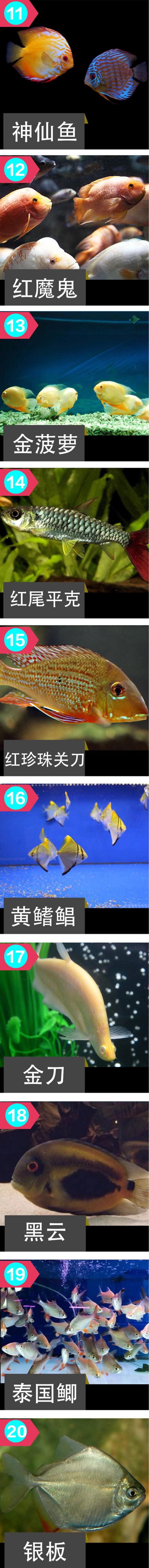 龍魚(yú)的這20種混養(yǎng)配魚(yú)，你會(huì)如何搭配？ 觀賞魚(yú)論壇 第2張