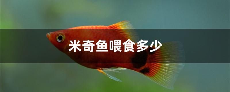 米奇魚喂食多少