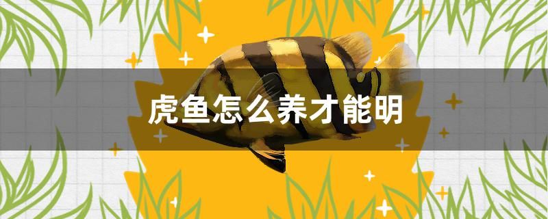 虎魚怎么養(yǎng)才能明 龍魚批發(fā)