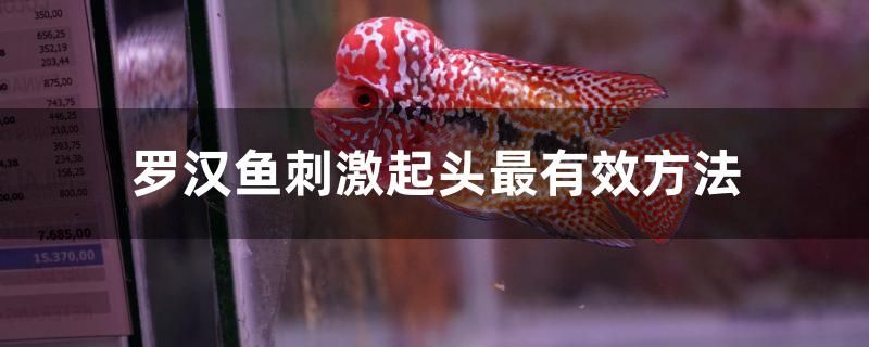 羅漢魚(yú)刺激起頭最有效方法 熱帶魚(yú)魚(yú)苗批發(fā)