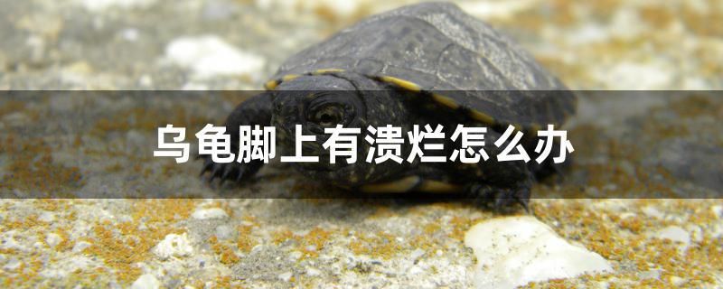 烏龜腳上有潰爛怎么辦 夢幻雷龍魚