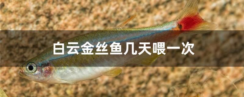 白云金絲魚幾天喂一次 銀龍魚苗