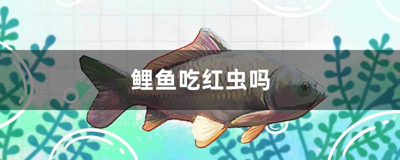 怎么給魚缸換水方便（ 如何給魚缸換水簡單） 銀龍魚