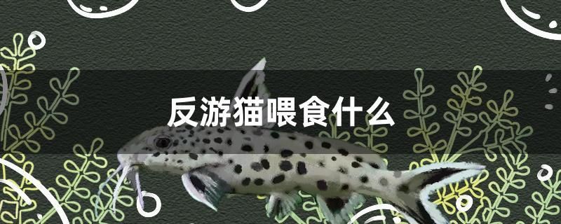 反游貓喂食什么 廣州觀賞魚批發(fā)市場