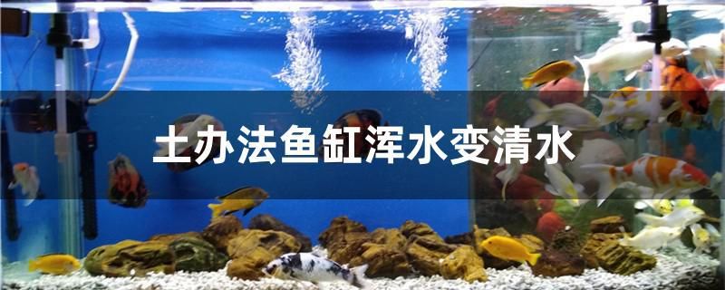 土辦法魚缸渾水變清水 女王大帆魚