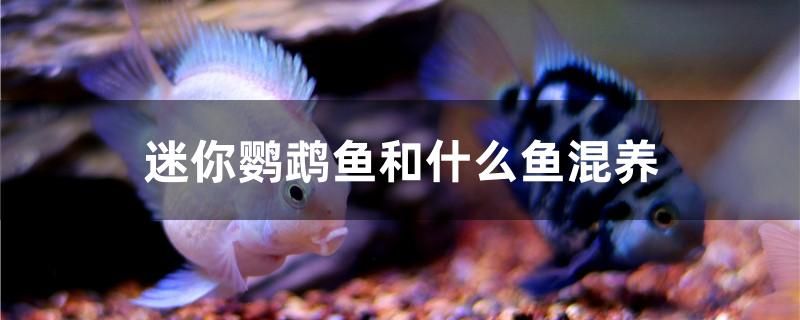 迷你鸚鵡魚和什么魚混養(yǎng) 紅龍專用魚糧飼料