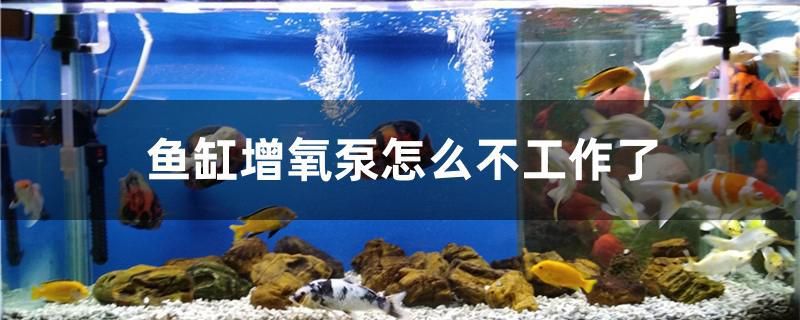 魚缸增氧泵怎么不工作了 南美異形觀賞魚