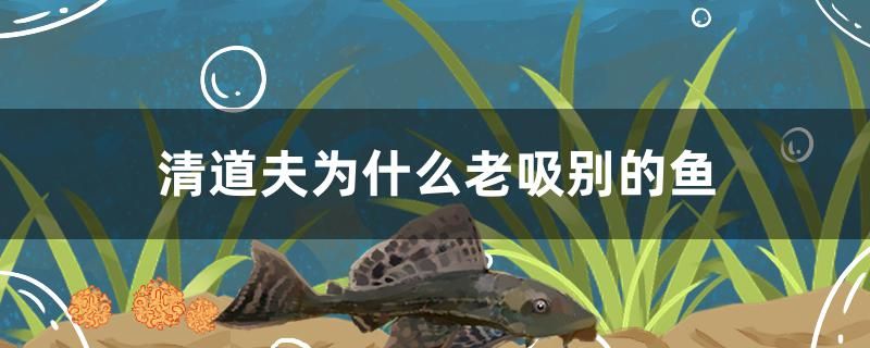 清道夫為什么老吸別的魚 龍魚疾病與治療