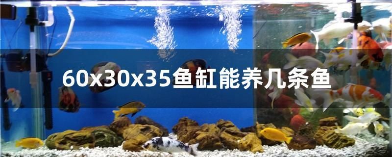 60x30x35魚缸能養(yǎng)幾條魚 印尼虎苗