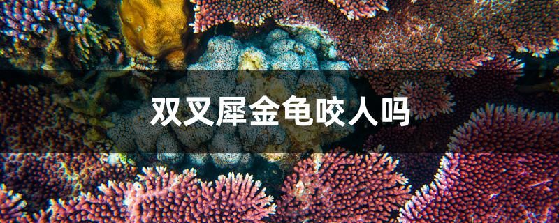 雙叉犀金龜咬人嗎 杰西卡恐龍魚(yú)