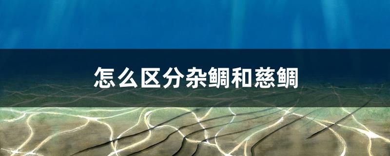 怎么區(qū)分雜鯛和慈鯛 古典過背金龍魚