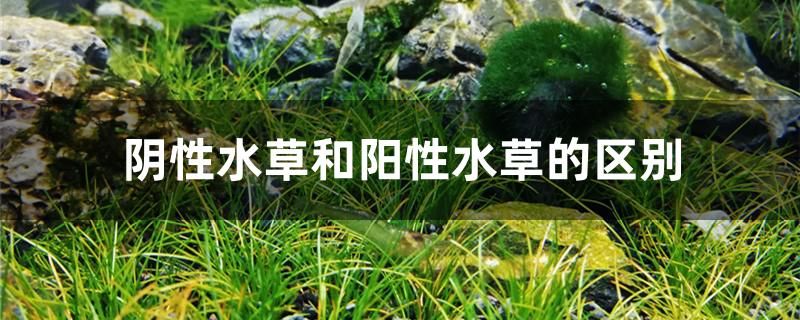 陰性水草和陽性水草的區(qū)別是什么