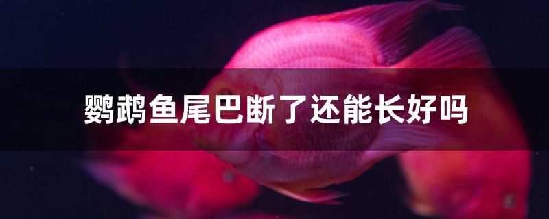 鸚鵡魚尾巴斷了還能長好嗎 紅頭利魚