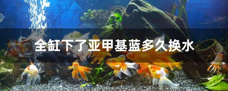 全缸下了亞甲基藍(lán)多久換水