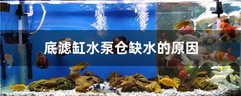 底濾缸水泵倉缺水的原因 黃金達摩魚