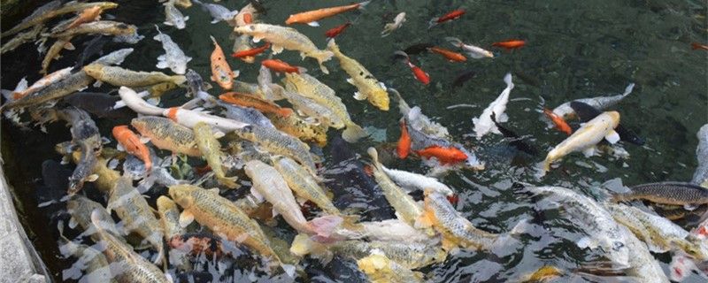 養(yǎng)魚需要經(jīng)常換水嗎觀賞魚多久換一次水