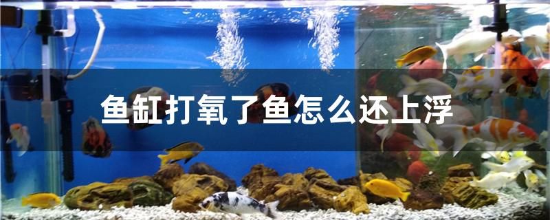 魚缸打氧了魚怎么還上浮