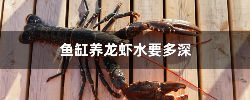 魚(yú)缸養(yǎng)龍蝦水要多深